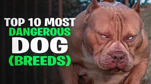 Top 30 Dangerous Dog Breeds: The Most Aggressive and Feared Breeds Worldwide
