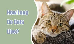 How Long Do Cats Live? A Comprehensive Guide to Your Cat's Lifespan and Health