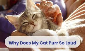 Why Do Cats Purr? Understanding the Science Behind Your Feline’s Most Endearing Trait